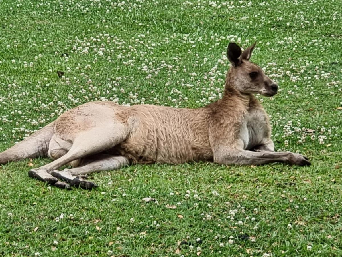 Bed and Breakfast Tukawyl Retreat Landsborough Esterno foto